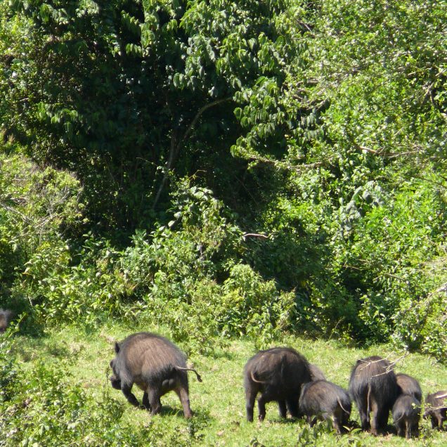 Aberdare National Park