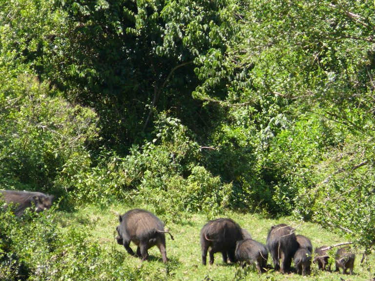 Aberdare National Park