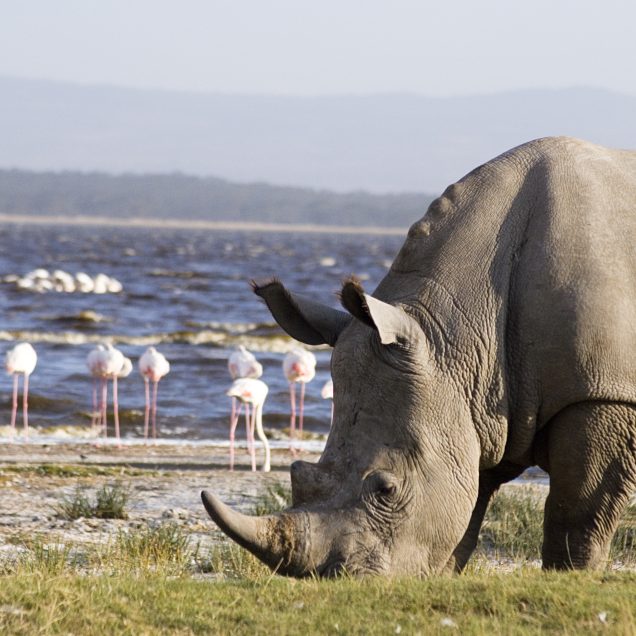 Lake Nakuru National Park