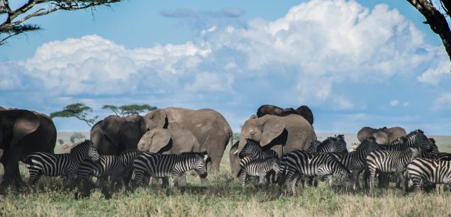 Masai Mara National Reserve