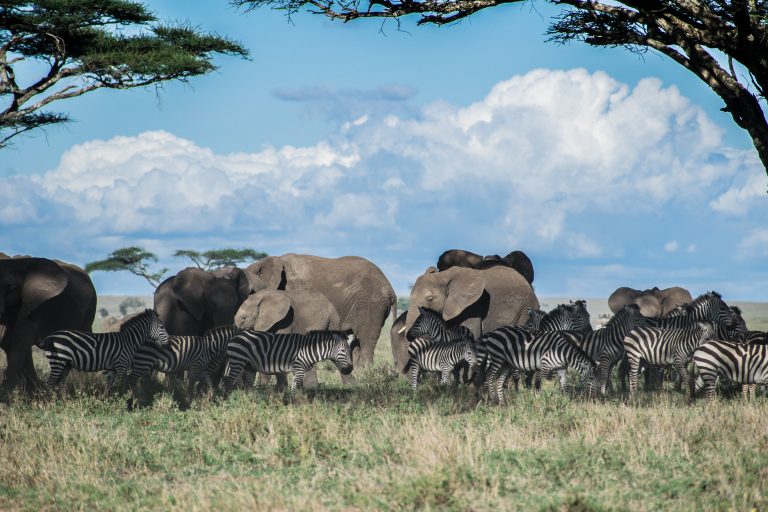 Maasai-mara