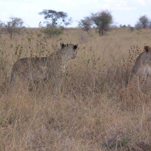 Meru National Park