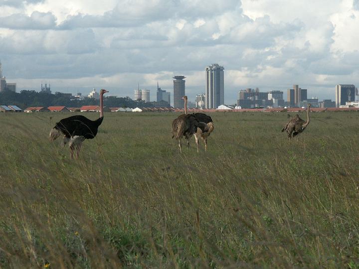 Nairobi National Park