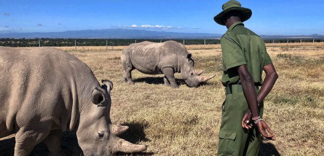 Ol Pejeta Conservancy