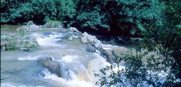 Kakamega Forest