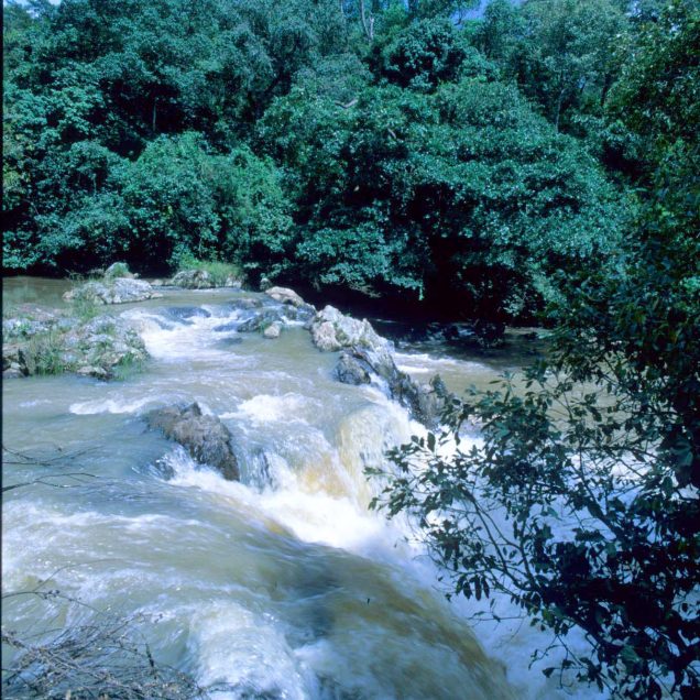 Kakamega Forest