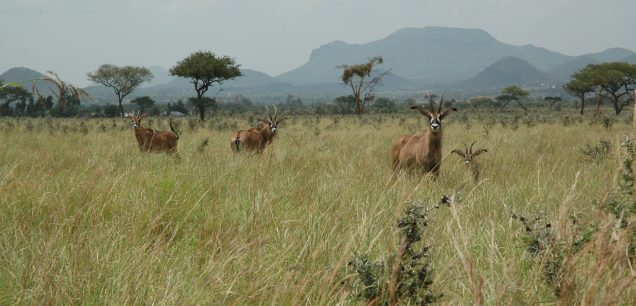 Ruma National Park