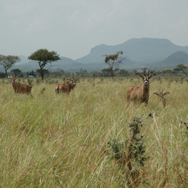 Ruma National Park