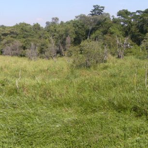 Saiwa Swamp National park