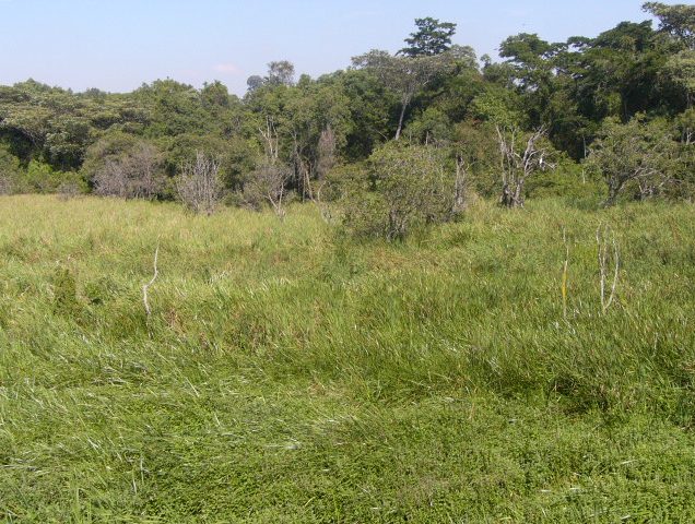 Saiwa Swamp National park