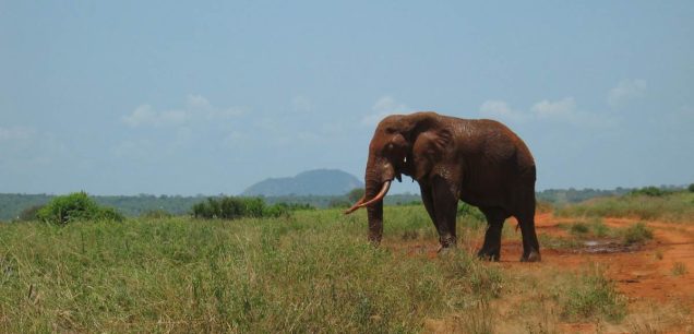 Tsavo East National Park