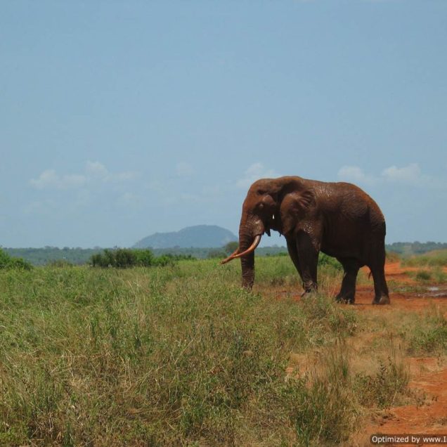 Tsavo East National Park