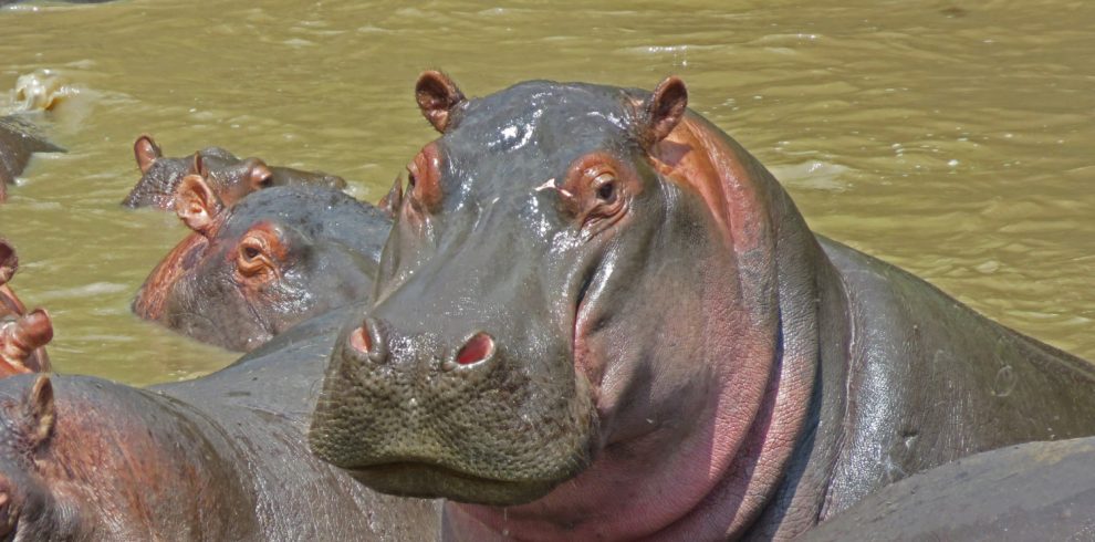 Hippos at Lake Naivasha