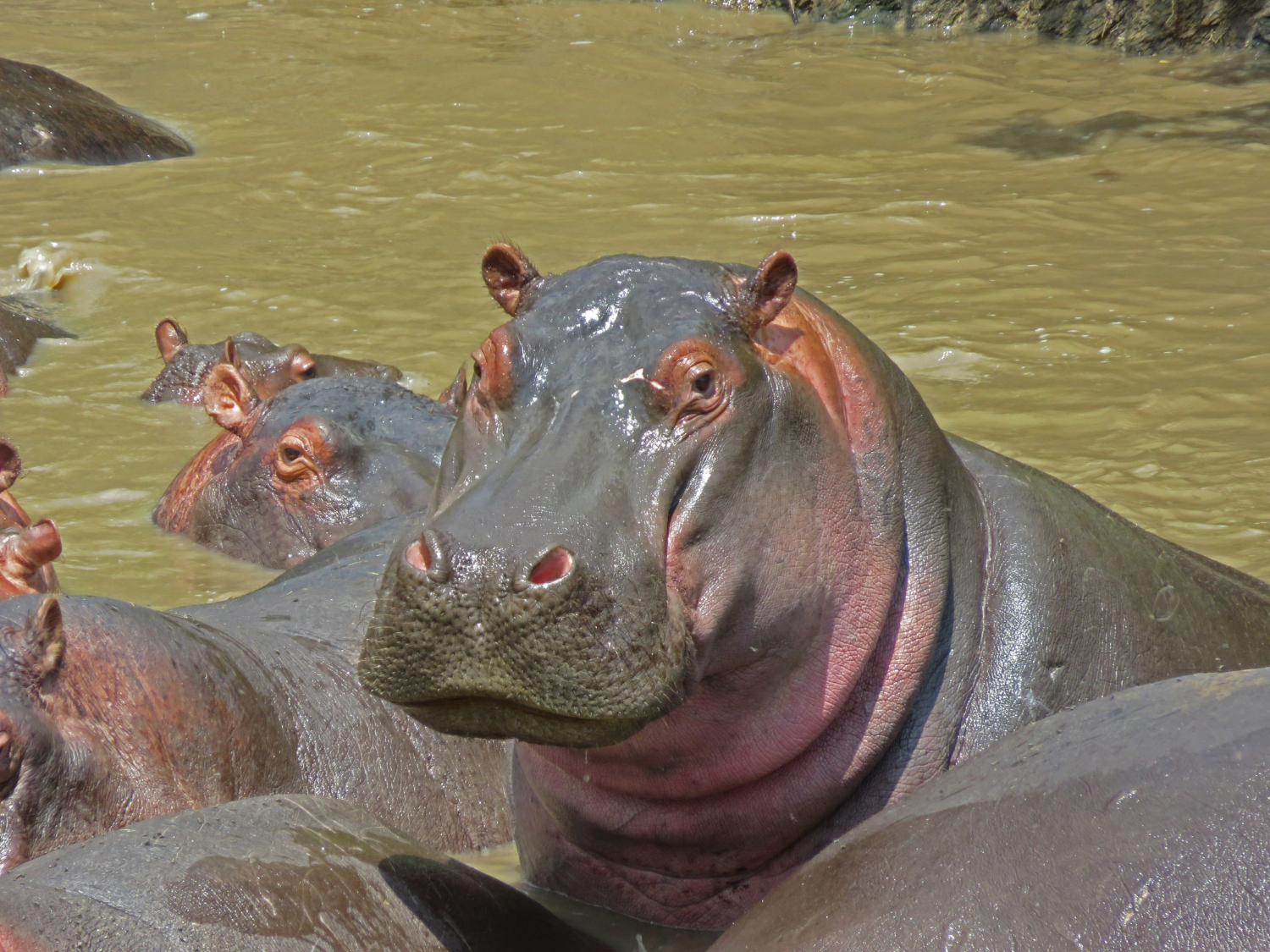 Hippos at Lake Naivasha