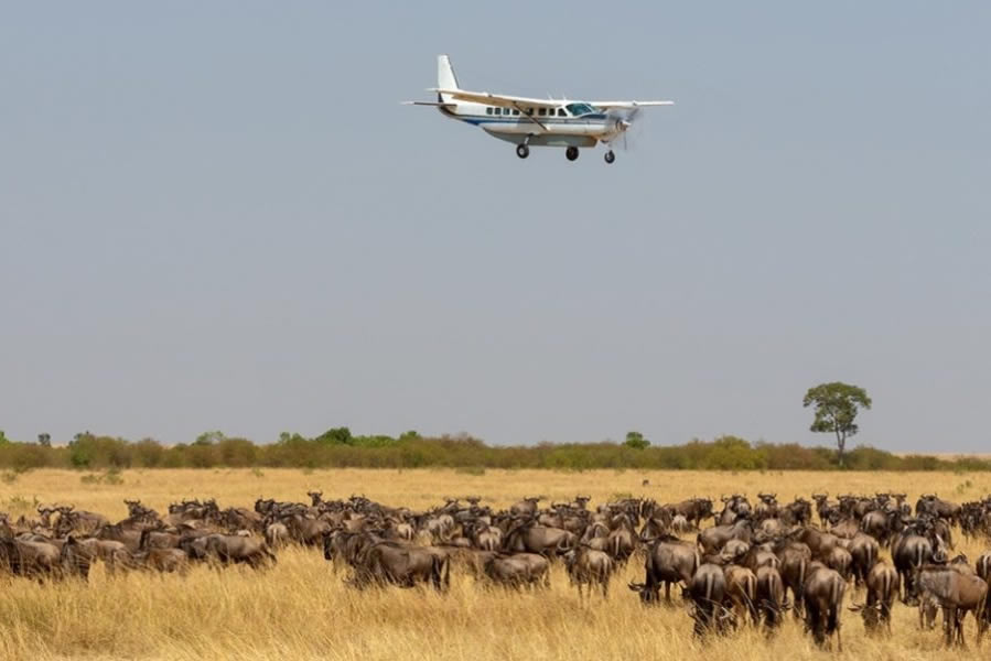 Masai Mara Air Safari