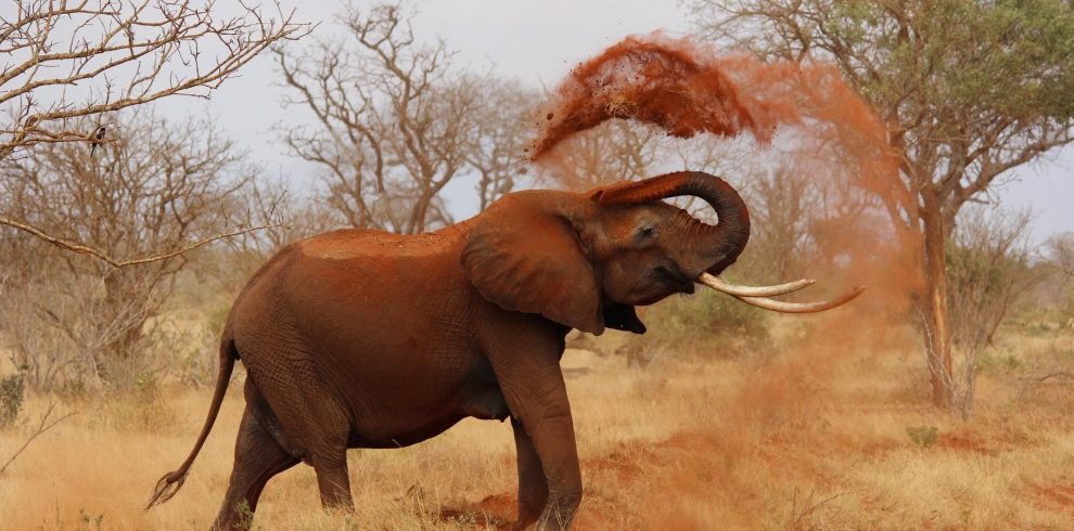 elephant dust bath