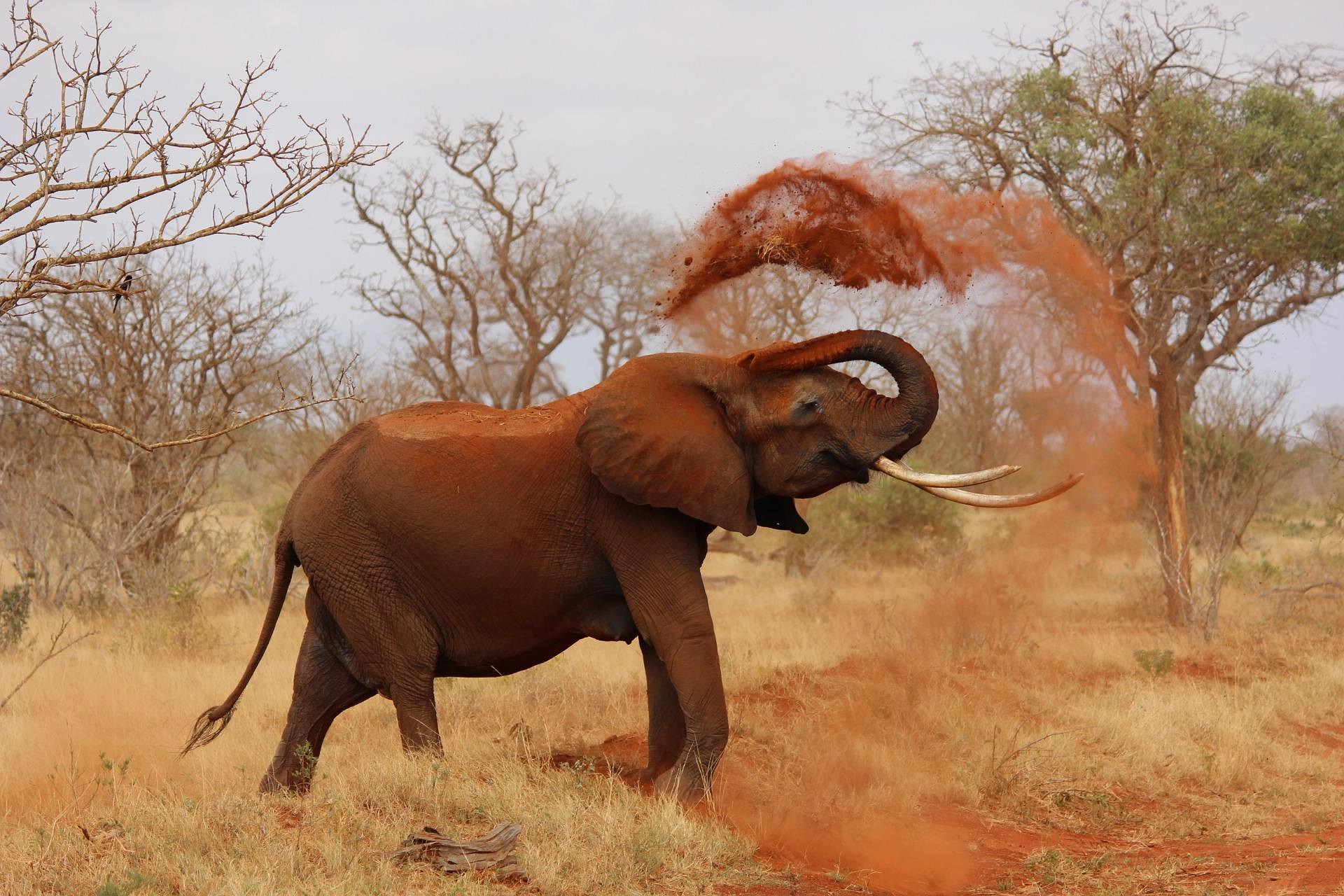 elephant dust bath