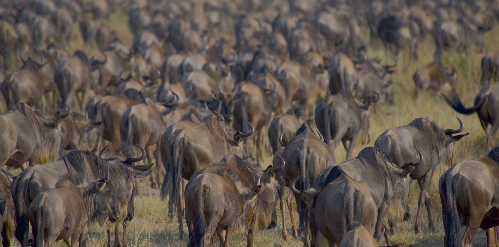 wildebeests migration maasai mara