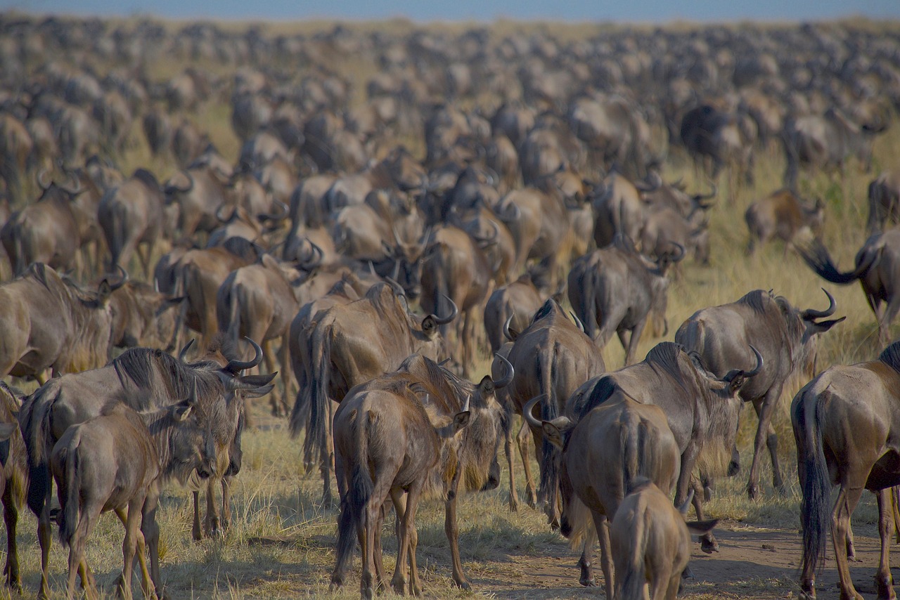 wildebeests migration maasai mara