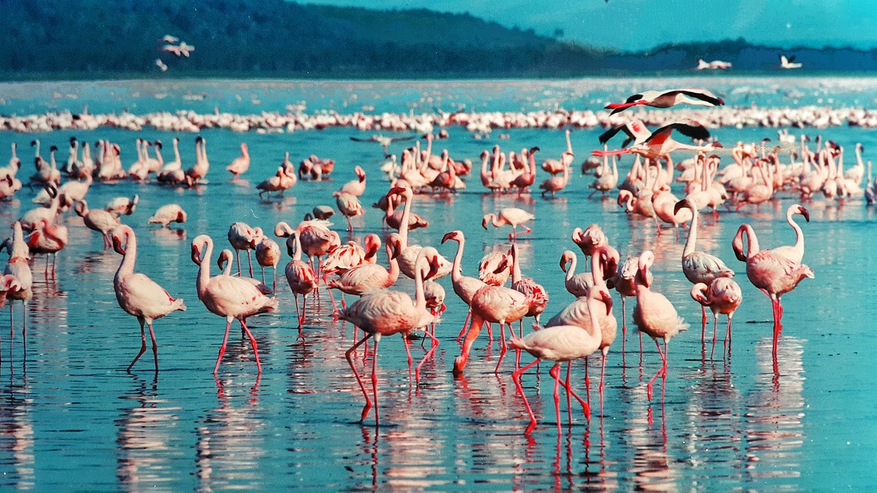 A lake of pink where earth meets sky – Lake Nakuru’s flamingo wonderland.