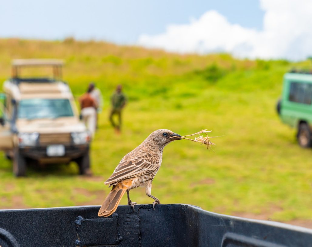 beautiful-bird-sitting-pick-up