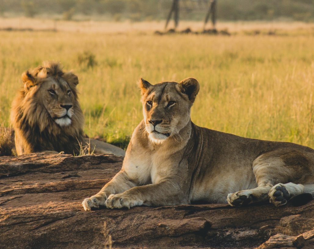 male-female-lions-resting